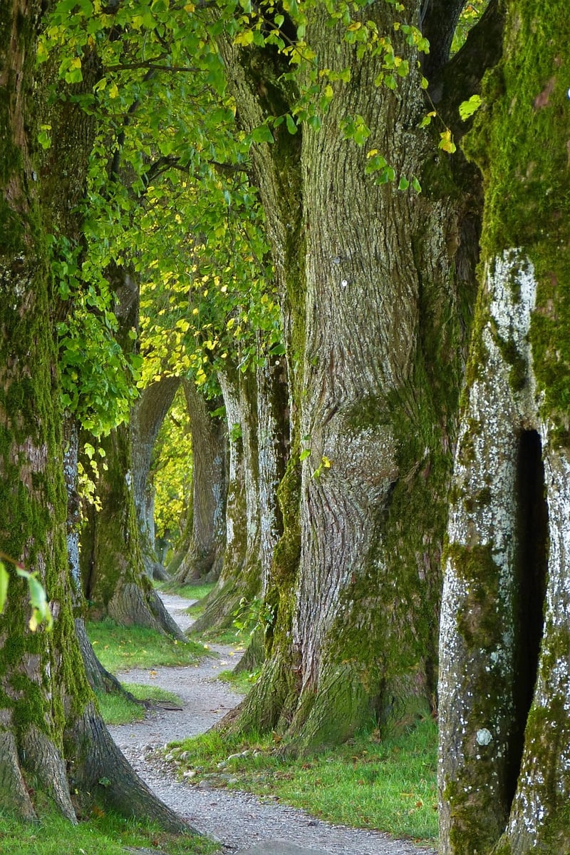 Nature Walk